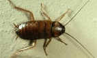 cucaracha comun